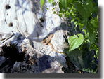 hierophis gemonensis
